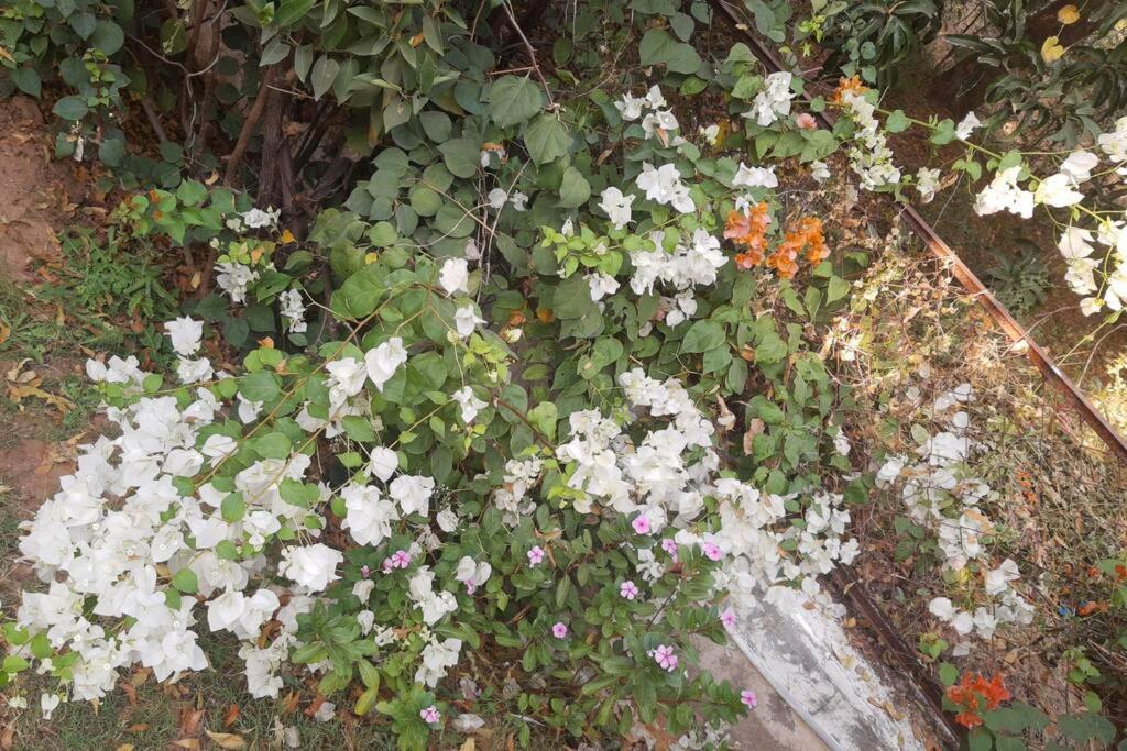 Mamta'S Home- Kensville Nanodra Luaran gambar