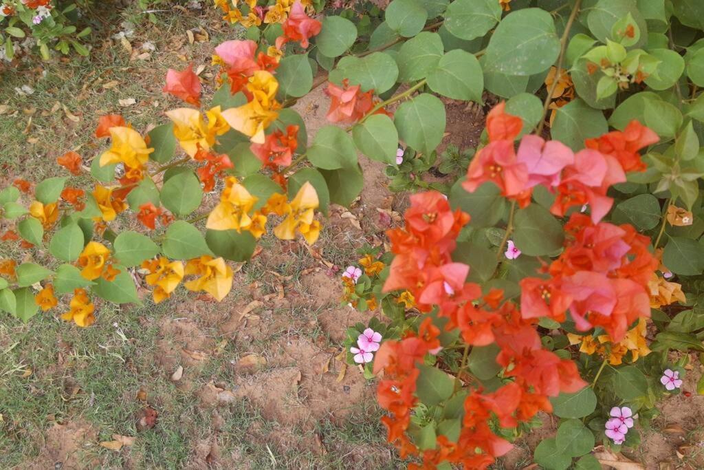 Mamta'S Home- Kensville Nanodra Luaran gambar